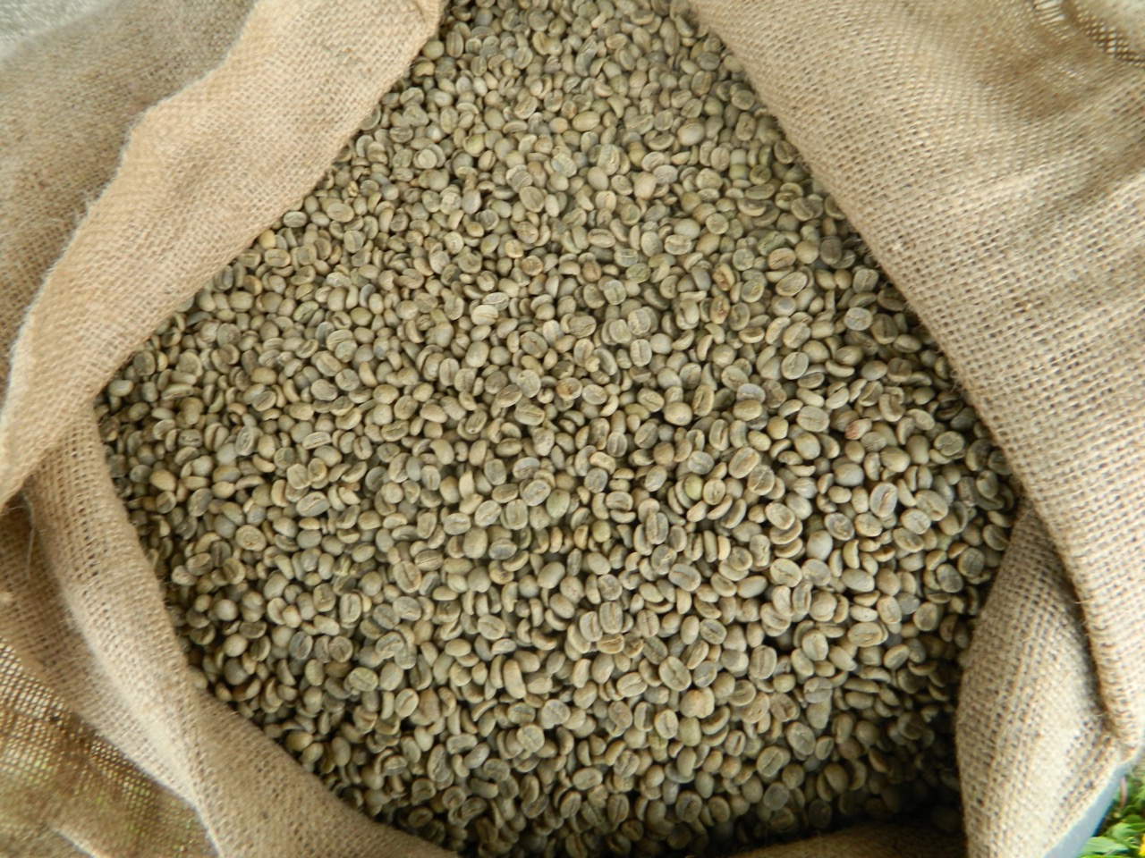 Gold Coffe Bean